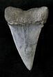 Large Fossil Mako Shark Tooth - #20758-1